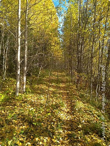 Осторожно, листопад. (фото 11)