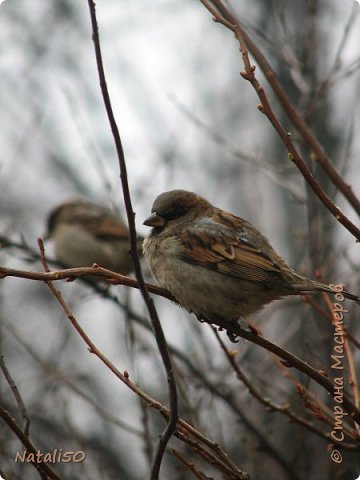 Корзиночки  и птицы (фото 19)