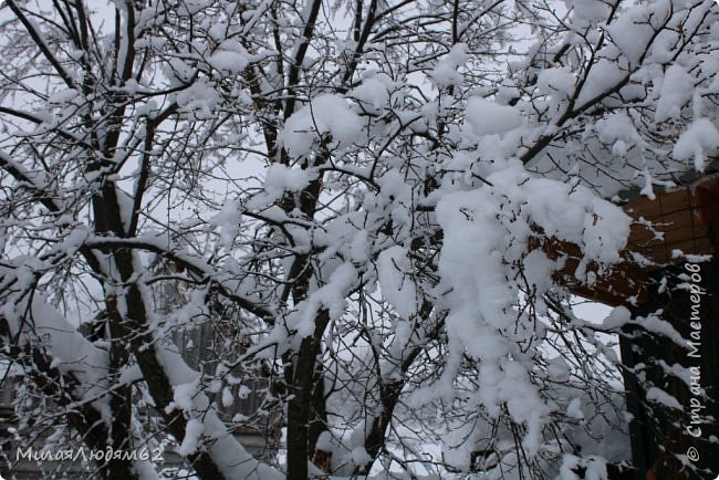 Сибирская красота + хвастик (фото 47)