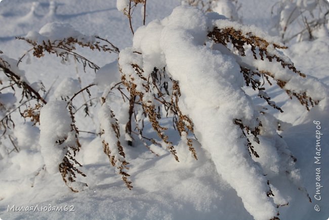 Прогуляемся в соснячок? (фото 3)