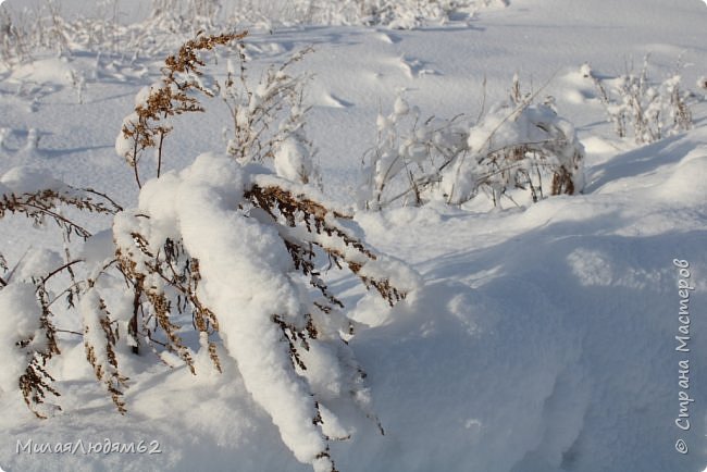 Прогуляемся в соснячок? (фото 4)