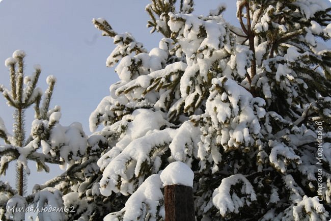 Прогуляемся в соснячок? (фото 12)