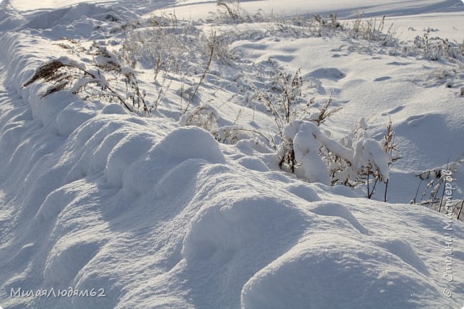 Прогуляемся в соснячок? (фото 35)