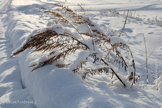 Прогуляемся в соснячок? (фото 38)