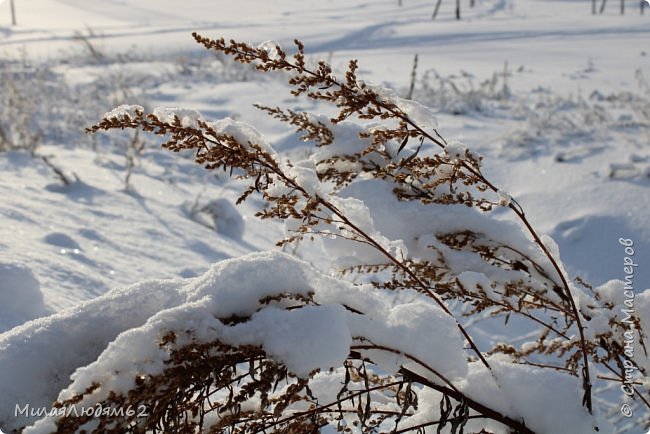 Прогуляемся в соснячок? (фото 39)