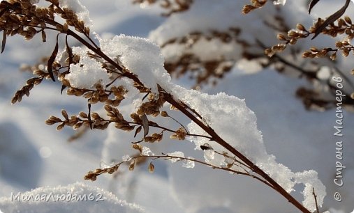 Прогуляемся в соснячок? (фото 42)