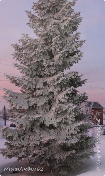 Февральский рассвет и хвастик (фото 9)