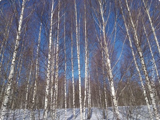 Соскучилась по лесу!.. Скоро, скоро там поброжу вволю! (фото 6)