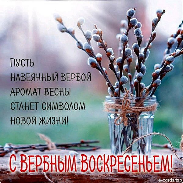 Почему верба?
В память о Входе Господнем в Иерусалим во всех христианских храмах принято в этот день освящать украшенные ветви деревьев (ваия — «пальма»). Поэтому церковное название шестой седмицы Великого Поста — «седмица ваий», а воскресенье — «цветоносное».
У христиан в России место пальмовой ветви заняла верба, которая дала название празднику и неделе перед ним: Вербное воскресенье, Вербная неделя, Вербница. Произошло это потому, что до недавнего времени в Россию просто не было возможности завезти столько пальмовых веток, чтобы хватило всем желающим, а прихожанам хотелось соблюдать традиции. Поэтому выбор пал на семейство ивовых с их пушистыми почками — вербу легко найти в нашей полосе. (фото 3)