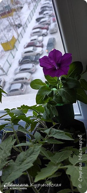 А вот и бонус. То есть первая петунька. Значит скоро лето. (фото 10)