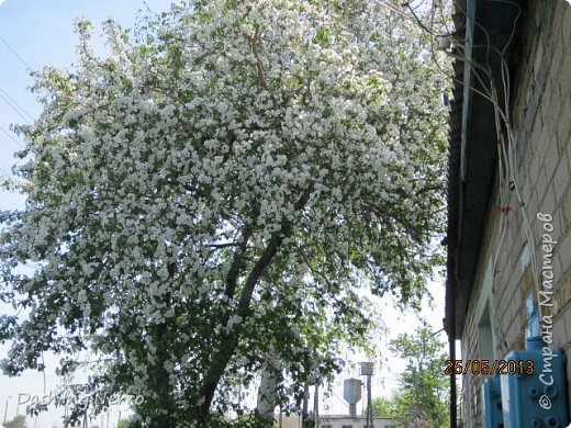 "Яблоня в цвету".  (фото 20)