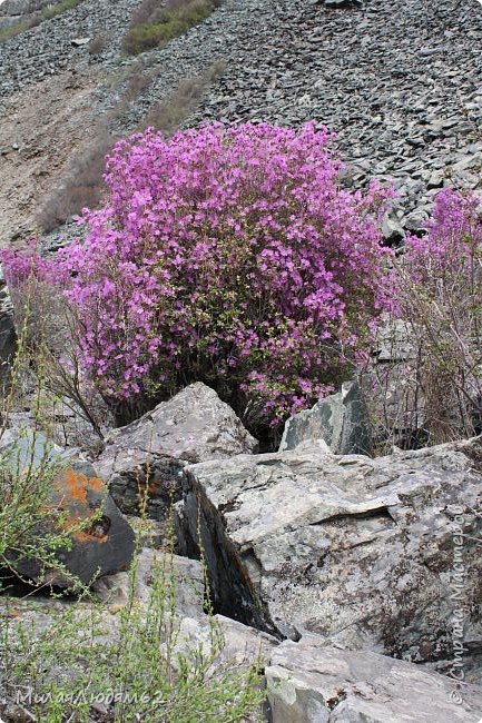 я хотела еще в таком кусту сфотаться, но муж  давно от меня ушел (фото 62)