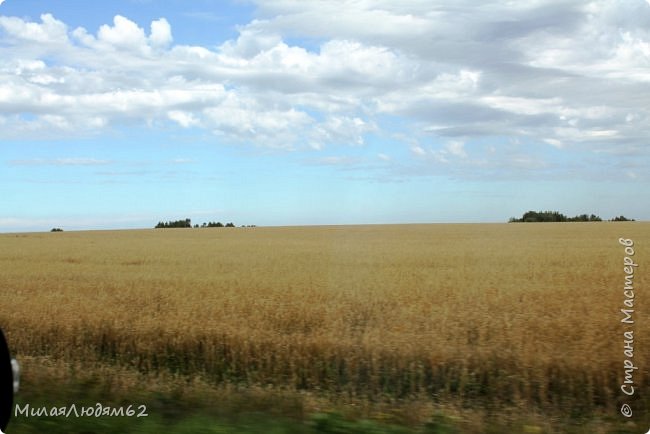 поля, еще не убранные (фото 3)