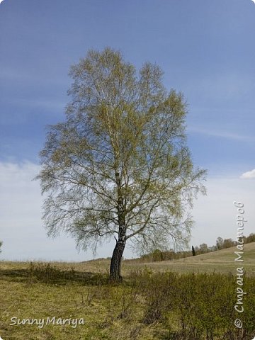 Одинокая береза на вершине.  (фото 21)