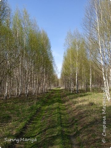 Моя любимая дорожка начала зеленеть...  (фото 16)