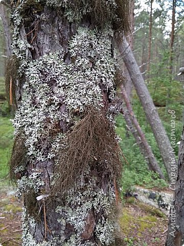 Это лишайник- уснея бородатая, лекарственное растение. Но я собрала для творчества, вместо сизали буду использовать. Также набрала мелких шишек сосны, такие мелкие можно собрать только здесь. (фото 58)