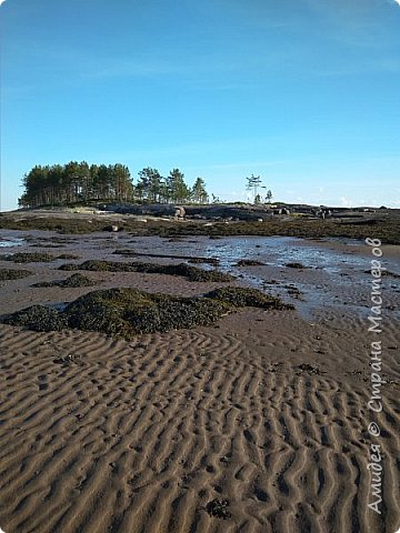 Во время отливов Белое море открывает свое побережье на достаточно большом расстоянии от берега. Более 100 метров песка обнажается, позволяя погулять по настоящему морскому дну, покрытому водорослями. Водоросли я собирала. Это водоросль называется фукус. Измельчаю, и с солью делаю скраб, хватает на весь год. (фото 11)