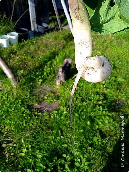 морковка часто бывает у меня закрученной, но чтобы редиска закрутилась вот в такую рогульку -  в первый раз вижу.
Это редиска "Ледяная сосулька". Очень люблю её сажать, нравится и вкус, и цвет. (фото 11)