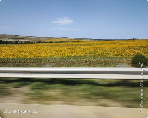 Поля каждый год разные. Здесь вот подсолнечник радует солнечными красками. (фото 4)