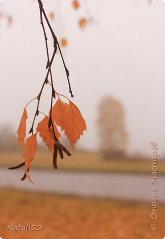 Краски осени..  (фото 32)