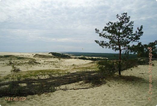 Куршская коса в Калининградской области, 
Природный заповедник.  (фото 8)