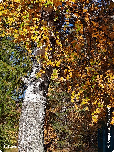    Берёзка с модной причёской и вздёрнутым носиком – кокетка. (фото 2)