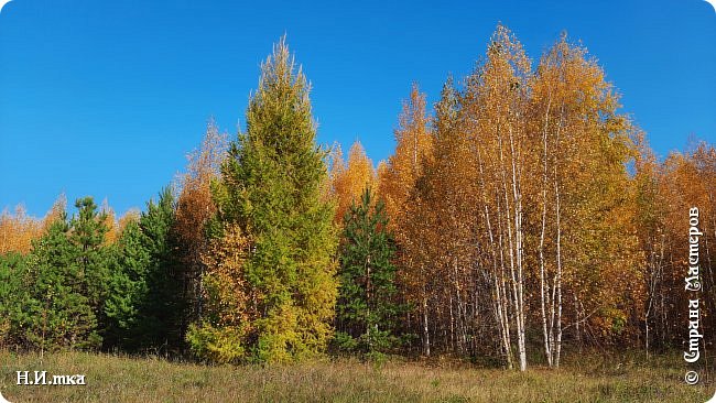     Лесной покой лишь изредка нарушают печальные напевы синиц, трескотня белобокой сороки, чириканье воробьёв. Иногда неожиданно дятел застучит клювом по стволу дерева. Этот стук эхом разносится по всему лесу. (фото 26)