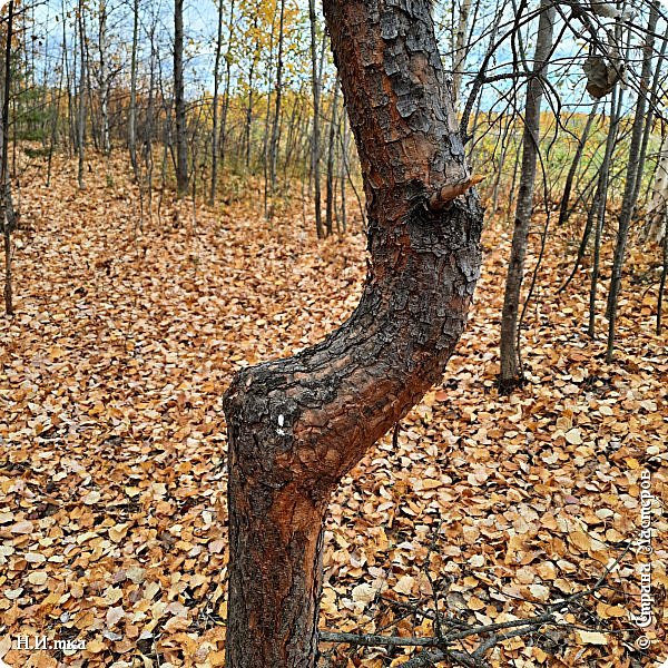    Интересно, от чего могла так изогнуться молодая сосёнка?  (фото 35)