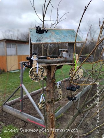 Такую простенькую кормушку мы поставили у дома. Мы видели как летом воробьи облюбовали скворечник и даже вывели там птенцов, поэтому подумали, что и зимой они будут жить недалеко от нас, а значит часто прилетать в гости. А вместе с ними и синички. 
Интересно наблюдать как они лакомятся. И ведь некоторые сообразили и выпрашивают корм, близко подлетают и садясь на забор или крышу, или снуют туда-сюда.  (фото 12)