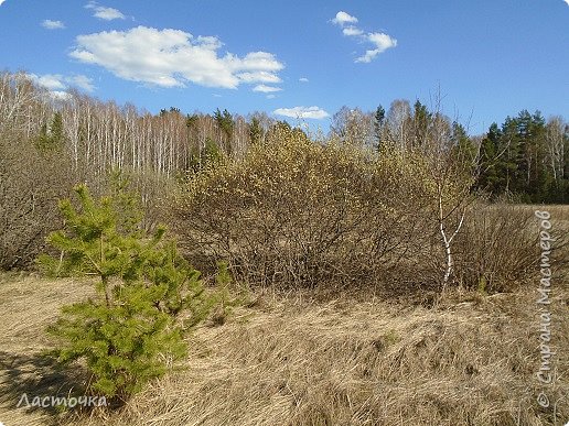 Лес + хвастик) (фото 2)