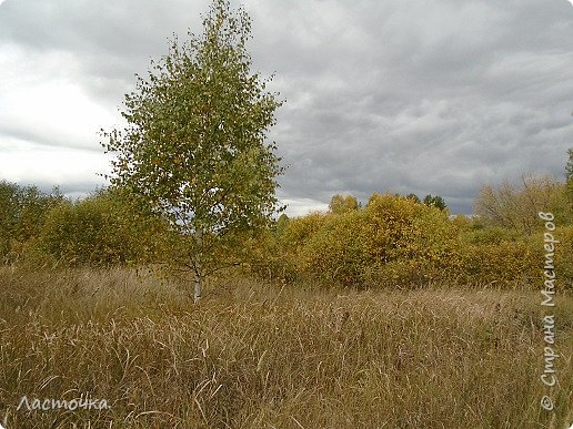 Лес + хвастик) (фото 9)