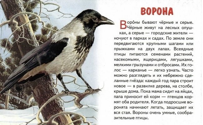 "Серая ворона с черной головой,
Краски ей природа не нашла иной.
Голос хриплый, резкий, только «кар» да «кар»,
Но она в округе лучший санитар."
(Ю. Мориц) (фото 12)