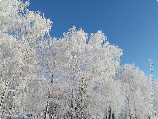 Ну а это около моего дома берёзки кружевные. (фото 25)