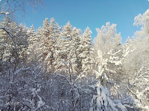 Эти снимки делала у себя в парке. Как в лесу. Не правда ли? (фото 4)