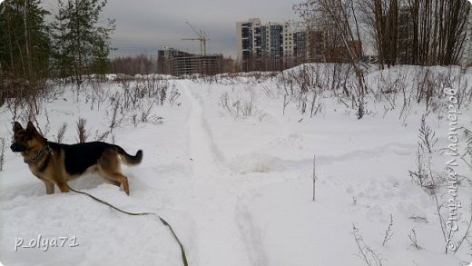 18 декабря.
Опять ночной снегопад и опять чистила тропинки на поле) (фото 15)