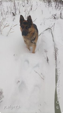 4 декабря.
Сфоткала Рэя,чтобы понимать глубину снега)) (фото 6)