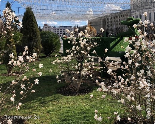 В центре города уже распустилась магнолия! Здесь белая! (фото 17)