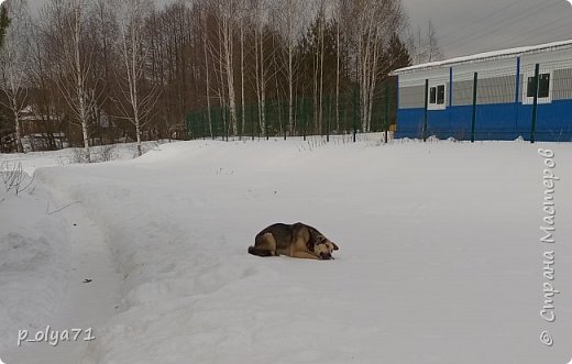 У нас с ними уже сложились негласные правила )) они знают,что мы им что-то дадим и стоят спокойно ждут,когда я брошу и мы с Рэем отойдём. (фото 5)