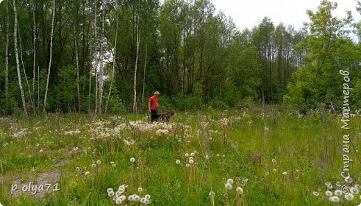 26 мая.
Жёлтые солнечные одуванчики сменились на белые пуховые) (фото 103)