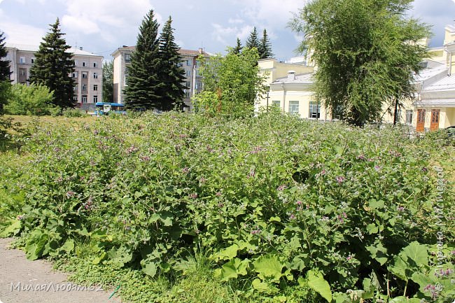 А потом пошли в кафе перекусить, и вот такая клумба среди города (фото 108)