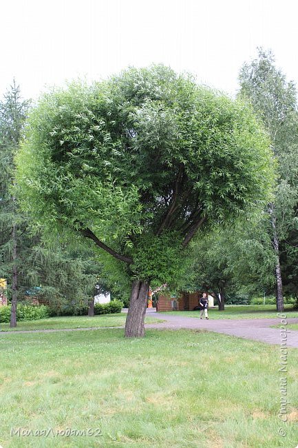 а на выходе из парка такое красивое дерево (фото 120)