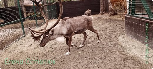 Рогатый олень более контактный был, как в том году так и в этом.  (фото 35)