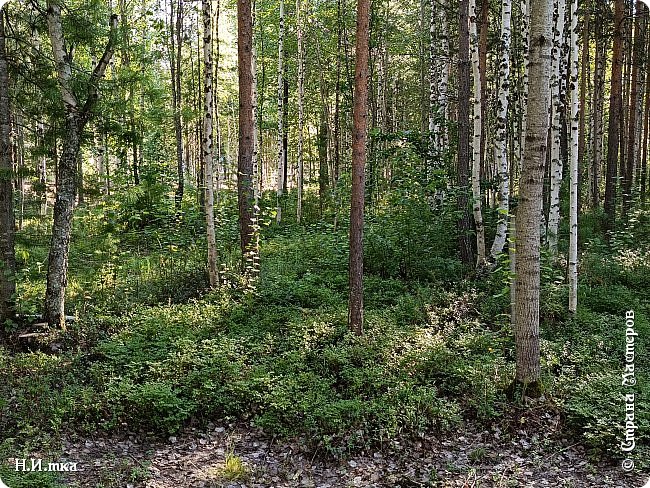    Посмотрите, какой богатый черничник в лесу! Правда, ягоды тут выбрали  отдыхающие из предыдущей смены.  (фото 22)