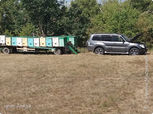 А теперь про лето, которое уже пролетело. Лето началось рано, почти в апреле. Пока купили пчел и привезли их в Волгоград с Краснодарского края уже почти отцвела акация. Потом дожди, которые сбили цветы на акации. Затем засуха, травы-медоносы погорели. Спасла нас гречка, подсолнух и бахчи (тыква). По итогу немного скачали акацию(ушла вся под заказы), гречку уже распродали. Осталось немного разнотравья с подсолнухом и подсолнух с тыквой.  (фото 10)