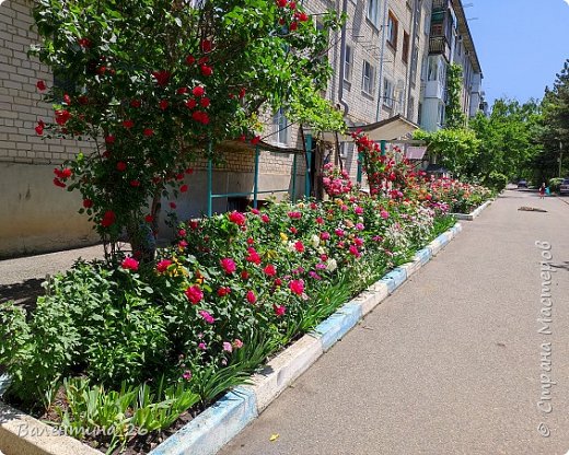 А аромат какой! (фото 5)