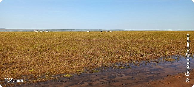    Рыбалка от 11 сентября. Обмелело наше озеро, ушла вода. Вдалеке коровы гуляют. (фото 13)