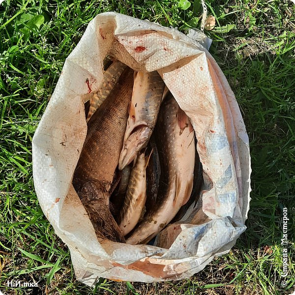    В самом начале у меня срывалось с мармышки  3 щучки, и такие довольно крупные.  Жалко, конечно! А потом за всё время не было ни одной поклёвки, видимо не мой был день. Зато мужу везло, он таскал одну рыбку за другой, остальным рыбакам на зависть. Наверное, рыбки знают его уже в лицо, или мармышка у него была  фартовая. Улов 17 штук. (фото 3)