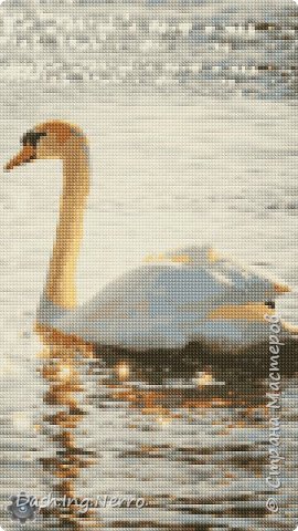 "Лебедь плывет на воде". (фото 8)