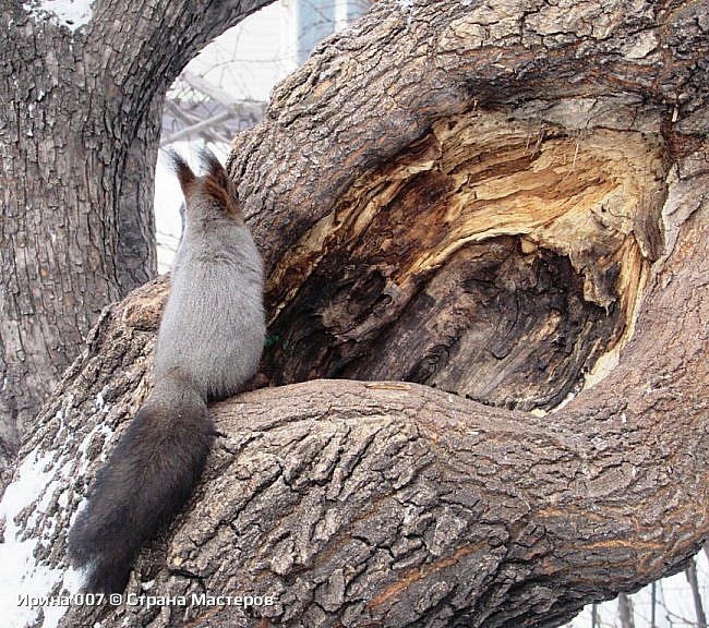 Декабрьские фотозарисовки - 2, 2024 г. (фото 56)