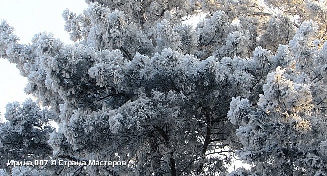 Декабрьские фотозарисовки - 2, 2024 г. (фото 8)